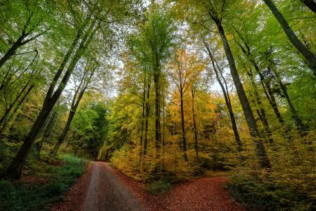 秋天，森林，路，叉，树，景观