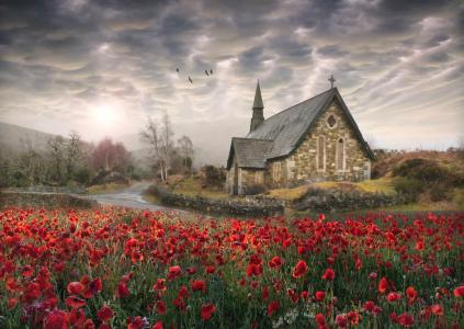 鸟，罂粟花，教堂，爱尔兰罂粟花