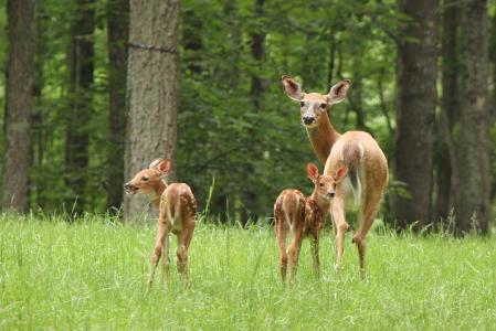 鹿，鹿，幼崽，孕产，森林