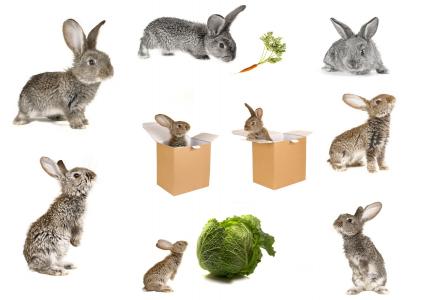 兔子，胡萝卜，卷心菜，盒子