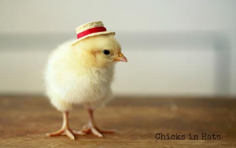鸡，帽子