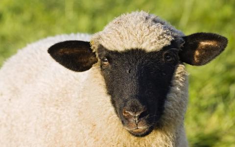 柔软的羊毛，羊