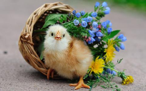 小鸡，鸡，篮子，鲜花