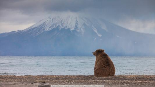 深海沉思，一只棕熊，在岸上，俄罗斯的千岛湖。