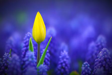 春天，鲜花，盛开，郁金香，蓝色背景