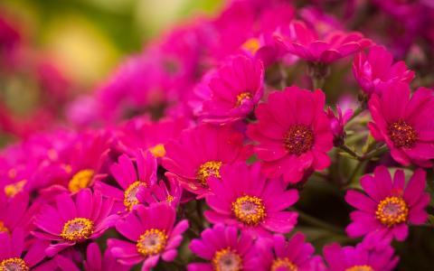 菊花，鲜花，明亮，粉红色