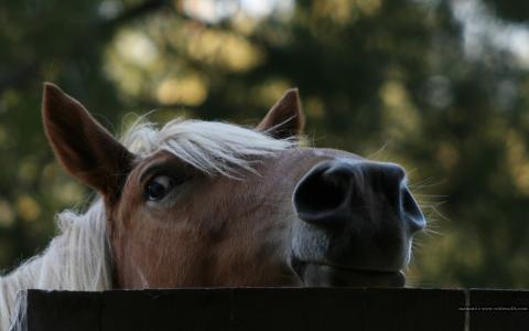 马，鼻孔