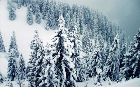 雪，雪堆，山，树枝，圣诞树