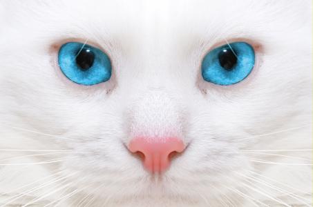 猫，猫，脸，眼睛，鼻子