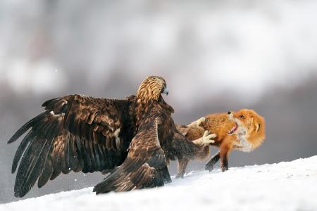 鹰，战斗，鹰，鸟，狐狸，冬天