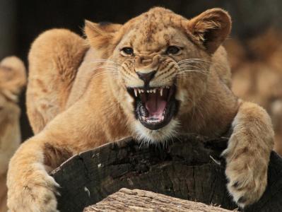 母狮，愤怒