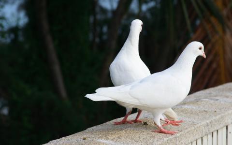 鸽子，白色，情侣