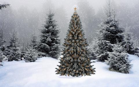 枞树，枞树，枞树，森林，花环，灯，明星，雪，装饰，新年，假期