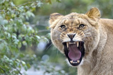 母狮，口，猫，捕食者，舌头，f牙