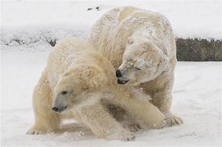 北极熊，雪，冬天，熊