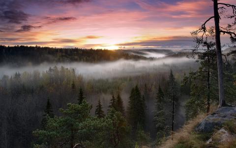 努克国家公园，芬兰，芬兰，森林，日出，雾，早上，树木，景观