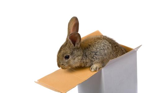 野兔，纸板箱
