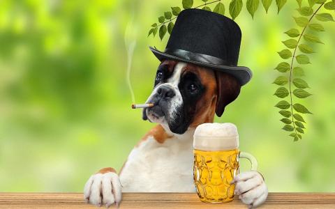 一条狗，一顶帽子，一支香烟，一杯啤酒，一个坚强的孩子