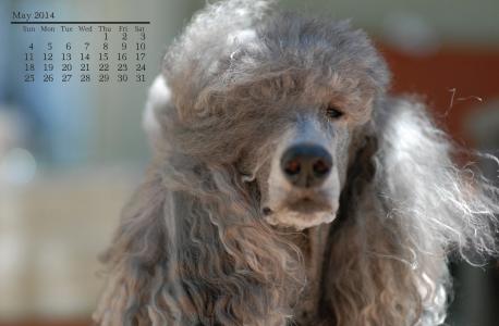 狮子狗，狗，狗，灰色，日历，可能，2014年