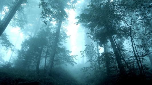 森林，雾，早上，树木，高
