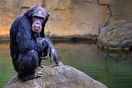 黑猩猩，Pan troglodytes，巴伦西亚，动物园，西班牙