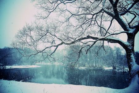 冬天，湖，下雪，湖，雪，树，树