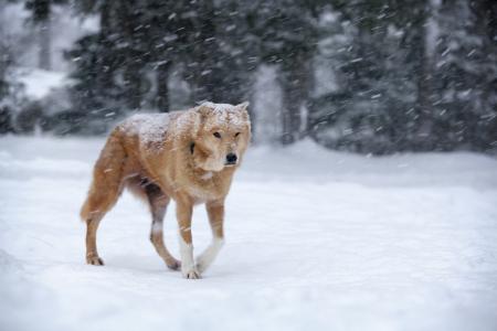 狗，雪，暴风雪，红色，冬天