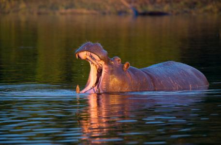 巨兽，博茨瓦纳，乔贝国家公园，非洲