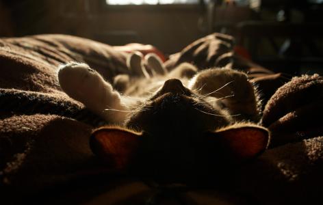 小猫，睡觉，毯子，猫，光，太阳