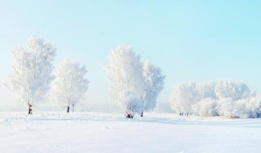 树木，冬天，霜，雪