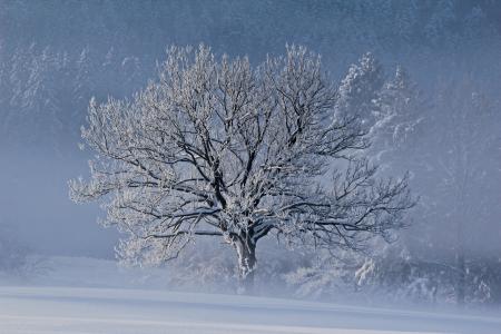 冬天，雪，霜，树