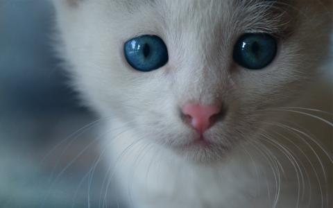 小猫，脸上，蓝色的眼睛