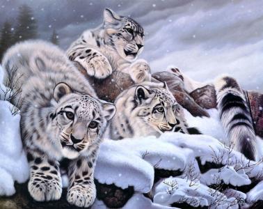 Daniel Renn Pierce，雪豹，雪豹，冬天，雪，艺术