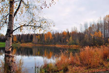 湖，秋，树，景观