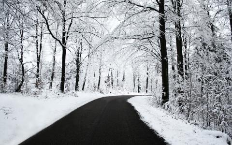 道路，森林，树枝，雪