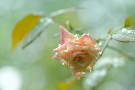 下雨后，玫瑰，芽，滴