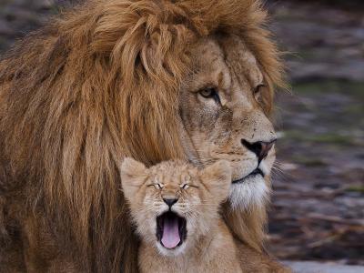 狮子，狮子，猫，鬃毛，父亲，儿子，哈欠，动物
