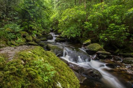 Owengarriff河，基拉尼国家公园，爱尔兰，森林，河，stones.trees，性质