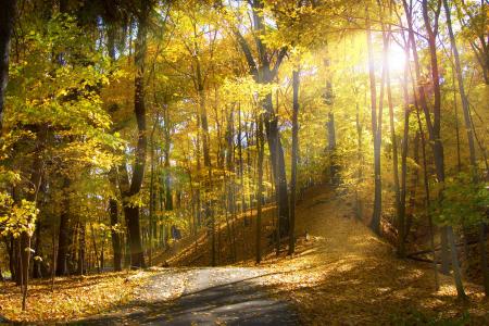 秋天，森林，路，树，光线，性质