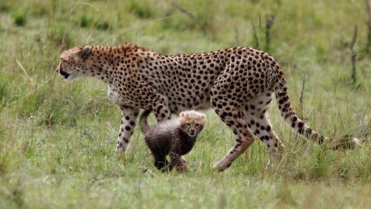 猎豹，幼崽，小猫，孕产