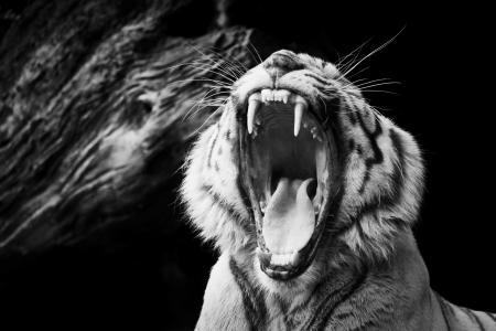 老虎，嘴，黑色和白色