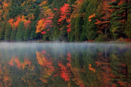 森林，雾，秋，自然，反射，河