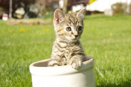 小猫，灰色，条纹，草坪