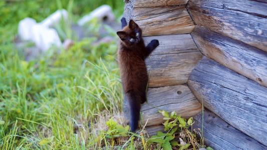 黑色的小猫，木屋