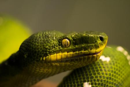 蛇，绿色，头，鳞片，轮廓