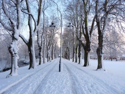 冬季，公园，路，树，灯笼，景观