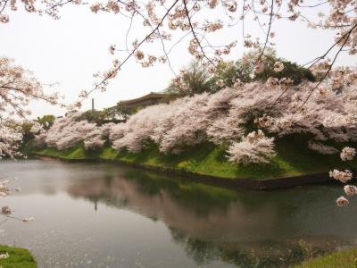 日本，樱花，春天