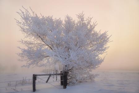 白霜，篱笆，树，冬天，早晨，雪