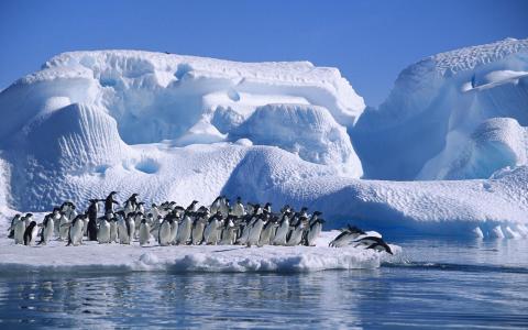 企鹅，南极洲，羊群，雪，水