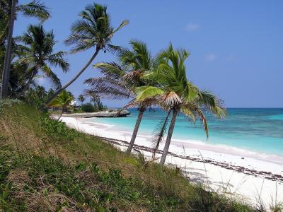 棕榈树，沙子，海洋，加勒比海